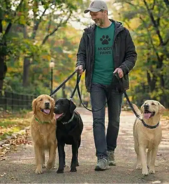 Man walking three dogs in a park during autumn.