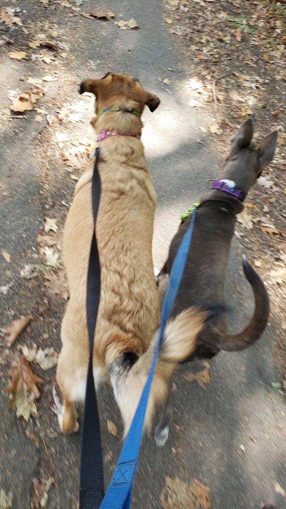 Dogs walking together on leash during a Muddy Paws group dog walk near Winchester MA