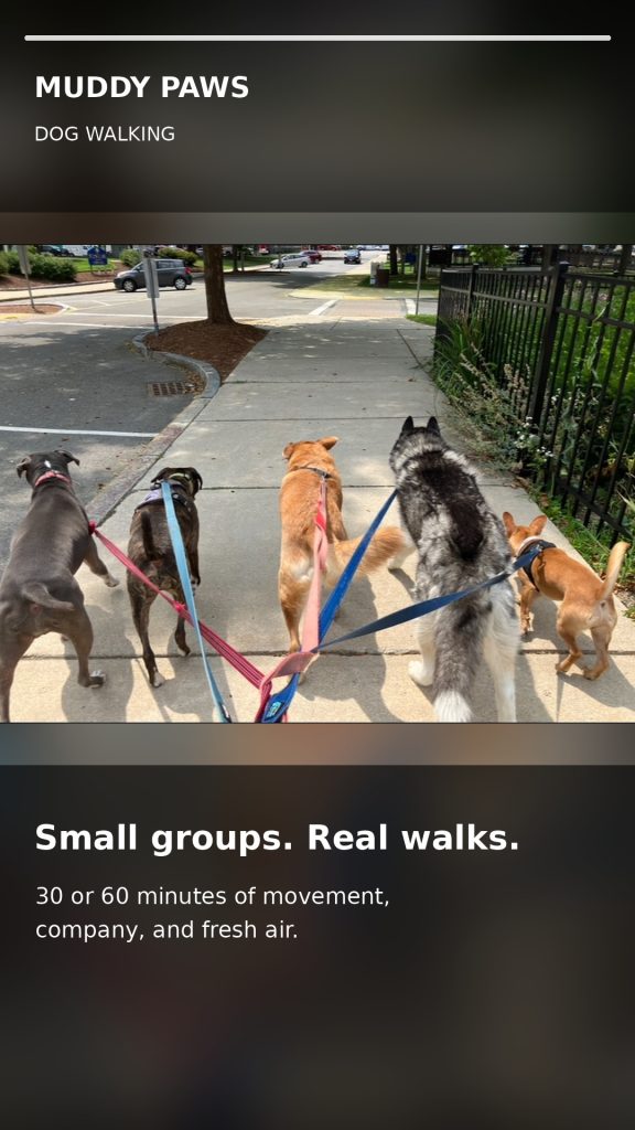 5 dogs walking in winchester, ma