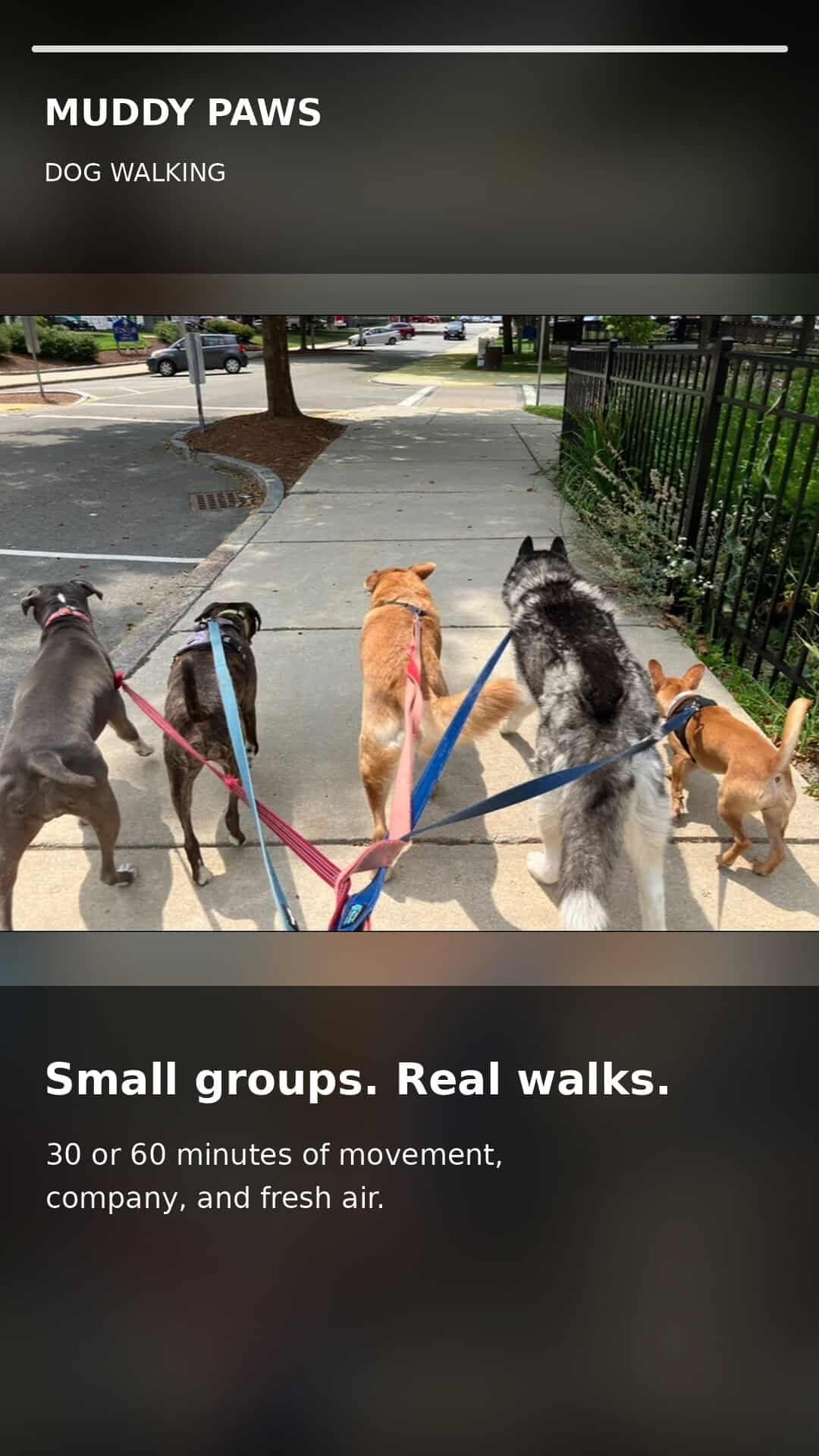 5 dogs walking in winchester, ma