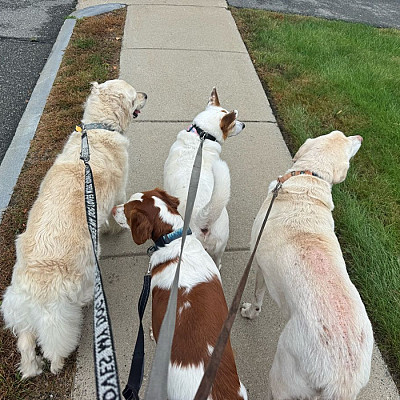 Four leashed dogs walking together on a sidewalk during a Muddy Paws group walk.