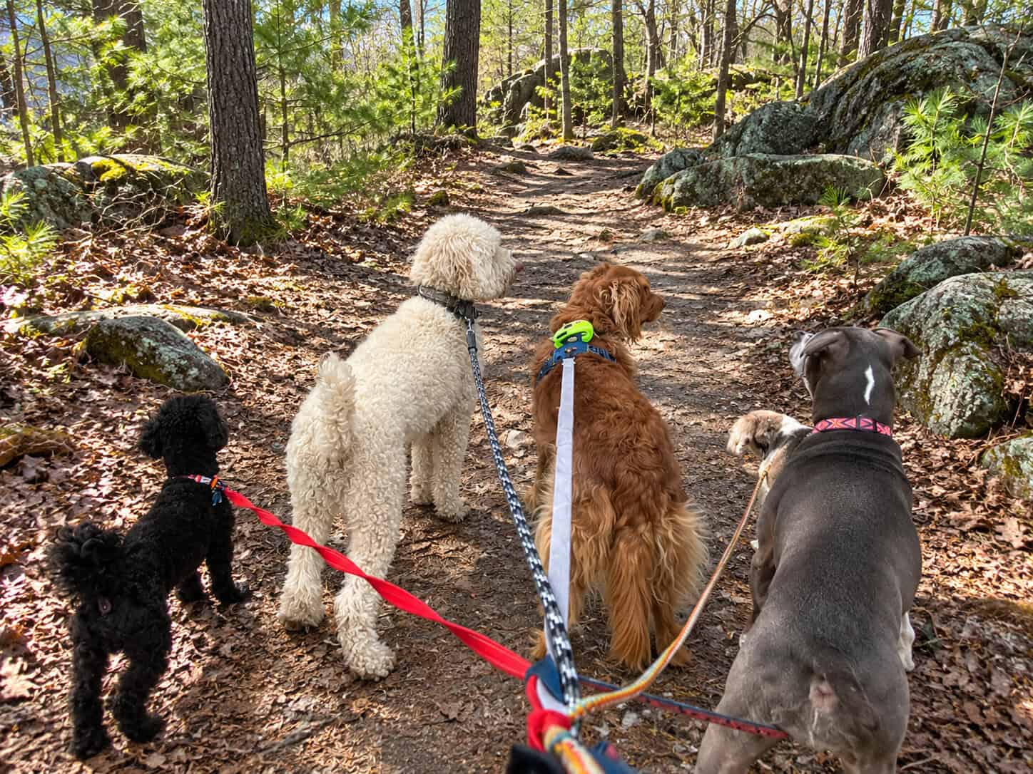 Five dogs of different breeds and sizes walking together on leashes along a wooded trail surrounded by trees and rocks in the Middlesex Fells Reservation.